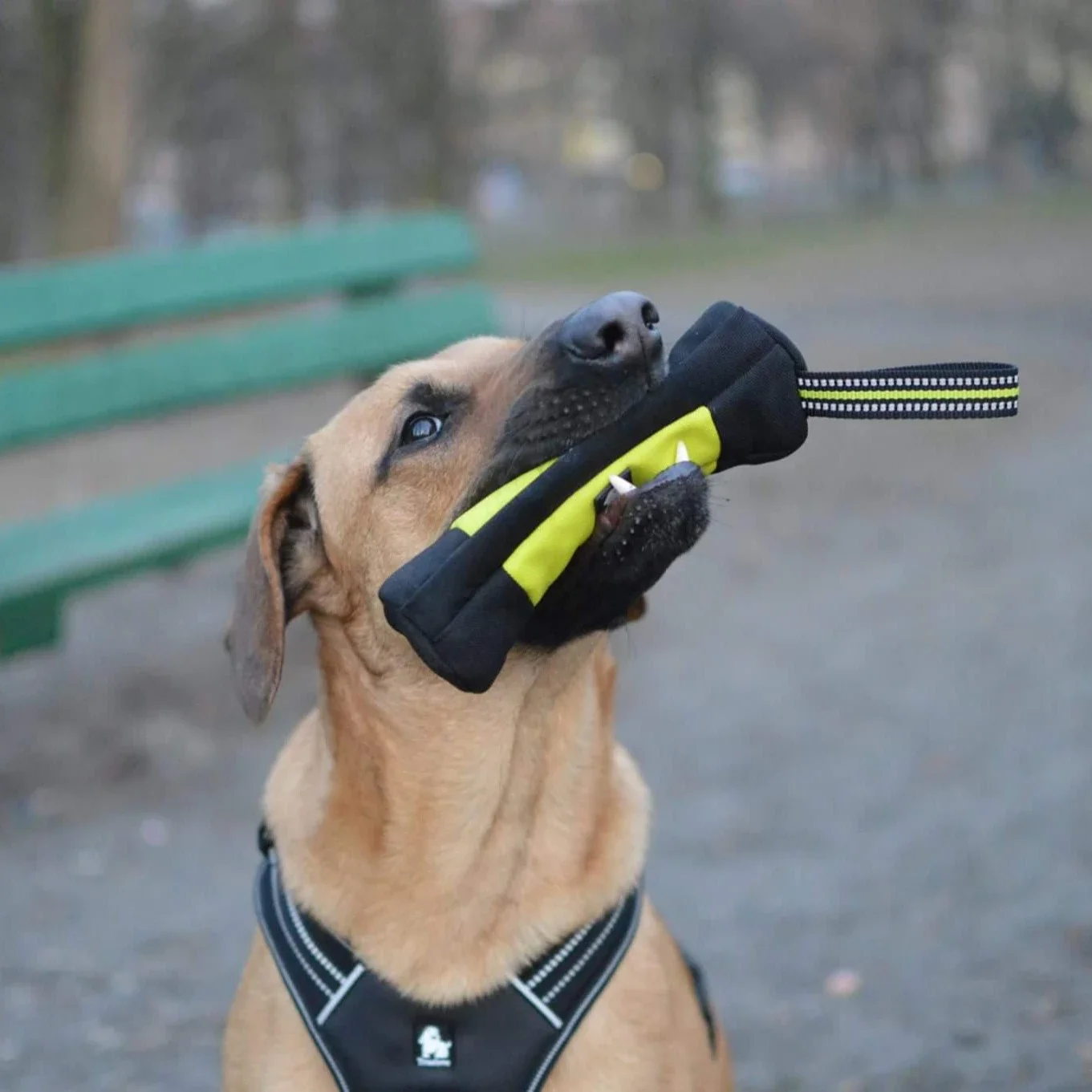 Truelove köpek eğitim Retrieve - Food Storage Zipper Bags incelemesi ve fiyatı